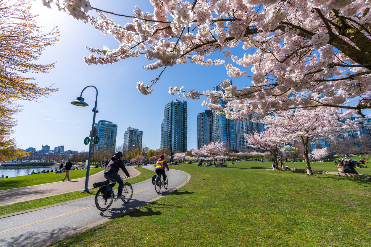 Cherry blossoms in vancouver, canada