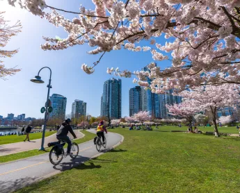 Cherry blossoms in vancouver, canada