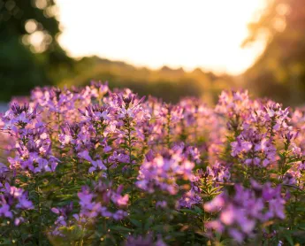 zoomed in photo of purple flowers