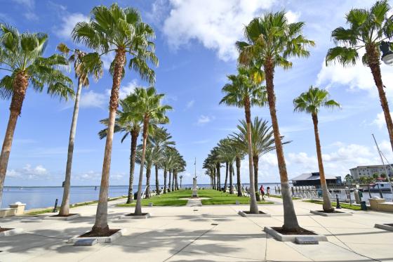 palm trees in Seminole County. FL