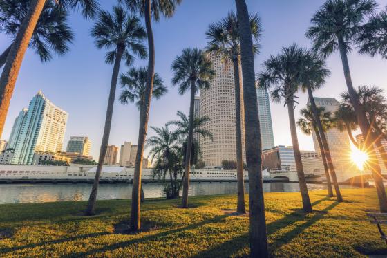 palm trees in Tampa FL