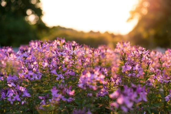 zoomed in photo of purple flowers