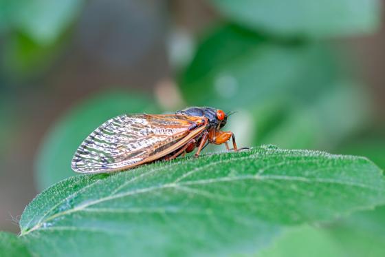 cicada