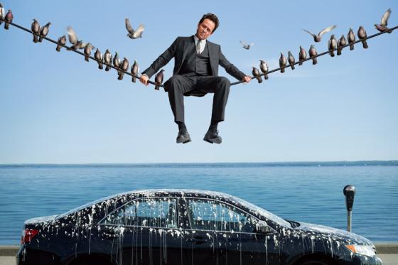 birdsaremayhem_small2.jpg