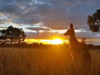 kangaroo