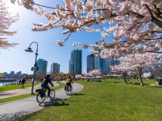 Cherry blossoms in vancouver, canada