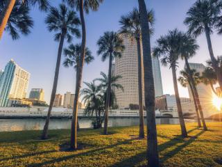 palm trees in Tampa FL