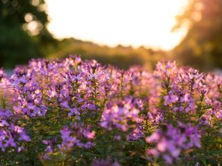 zoomed in photo of purple flowers
