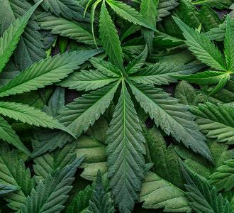 QUARTERLY NEWSLETTER: THE CANNABIS &amp; HEMP TASK FORCE