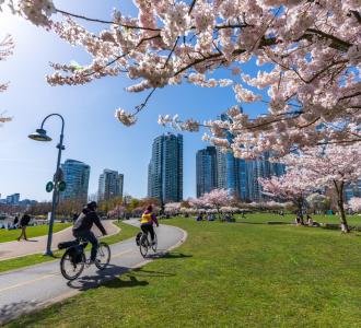 Cherry blossoms in vancouver, canada