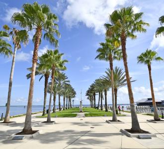 palm trees in Seminole County. FL