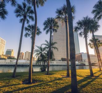 palm trees in Tampa FL