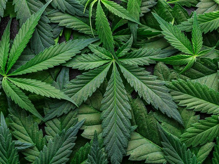 A note from Cannabis &amp; Hemp Task Force Lead, Brian Applegarth