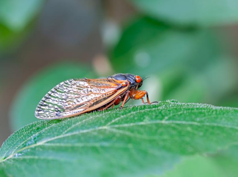 How an Insect Invasion Landed Visit Loudoun National Media Coverage